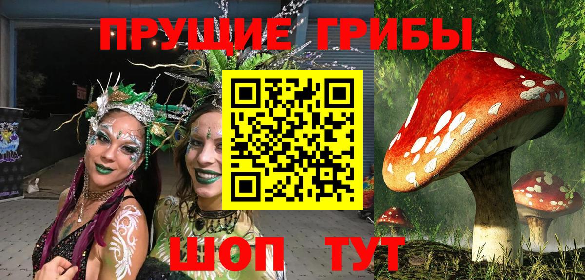 Псилоцибиновые грибы Psilocybe Гусиноозёрск